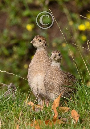Young Grey Partridges DM1623